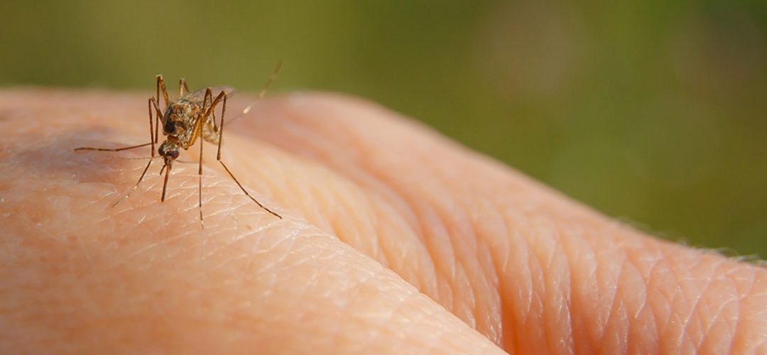 Understanding Dengue Fever Causes, Symptoms, and Treatment